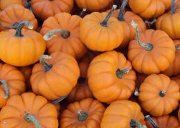 Mini_pumpkins