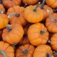 Mini_pumpkins