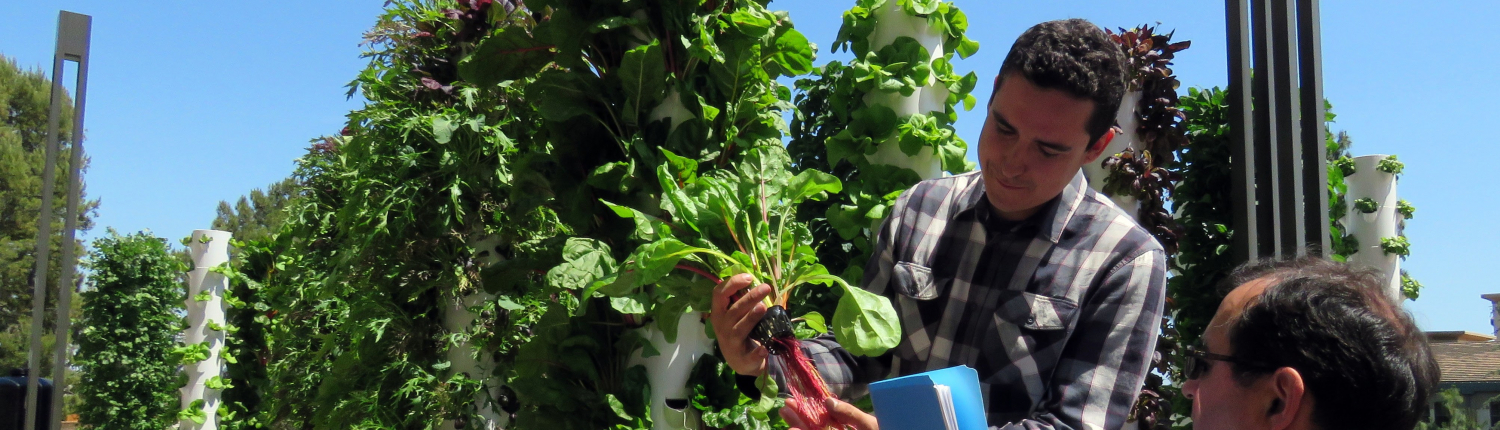 Senior Dining Director, Al Ferrone, harvest chard from the vertical tower gardens.