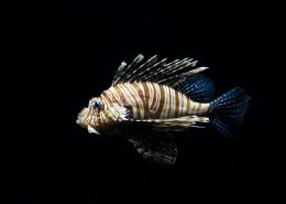 Dining Adds More Fish for Sustainable, Delicious & Nutritious Dishes