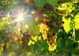 grapes in sun