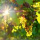 grapes in sun