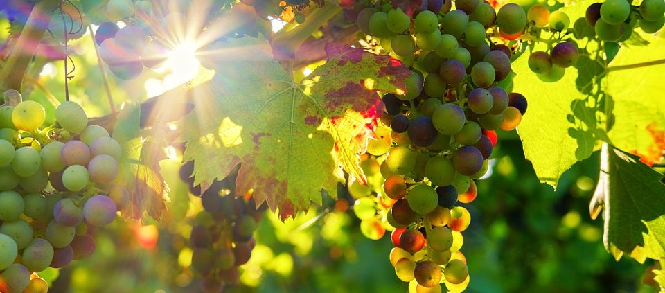 grapes in sun