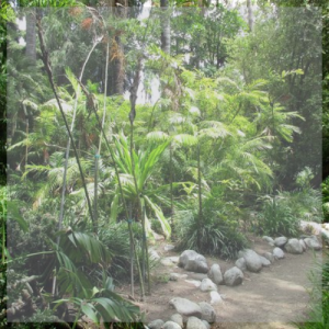 UCLA's Mildred E. Mathias Botanical Garden